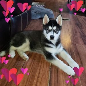 Meet your Posher, Sandy